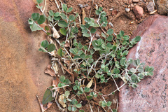 Indigofera linifolia var. campbellii